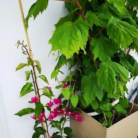 Alexandros Апартаменты Аридая