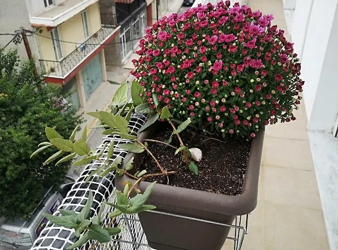 Apartamento Alexandros *