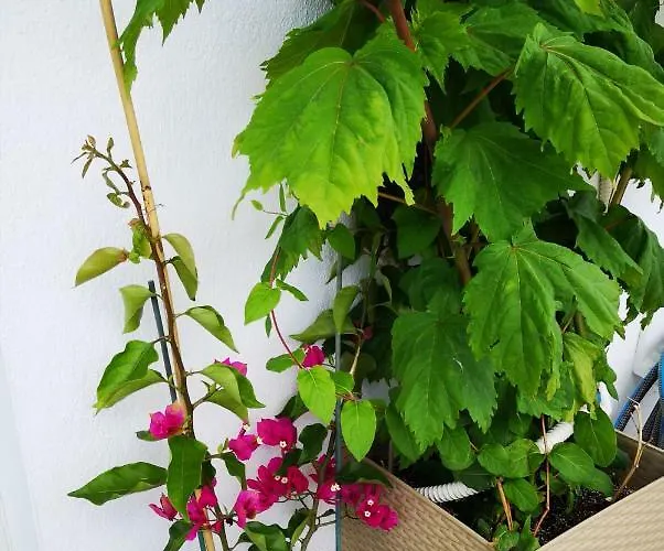 Alexandros Apartamento Aridaía